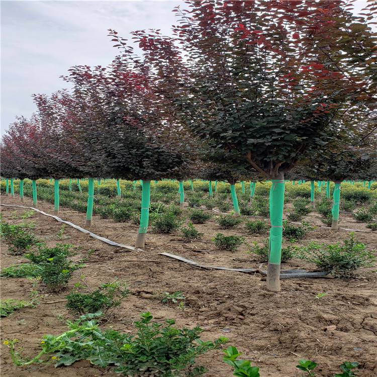陜西周至紅葉李基地 精品紫葉李種植與批發一站式服務