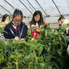 西北農林科技大學園藝學院 匠心培育，科技賦能園藝產品種植