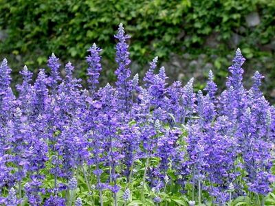 花都精品促銷 青州鼠尾草批發與小龍柏、扶芳藤種植基地產品介紹