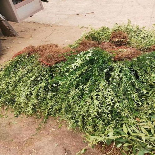迎春花（30-40公分規(guī)格）種植方法與栽培技術(shù)指南