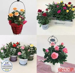 2019日本園藝勞保用品假山景觀石展覽會 園藝種植與創(chuàng)新技術(shù)的融合