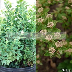 園藝嘉年華尋精品花木，里白園藝種植引領(lǐng)行業(yè)新風尚